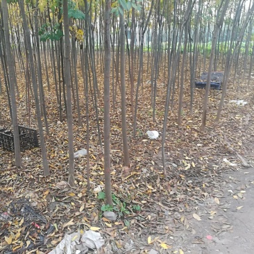 栾树苗