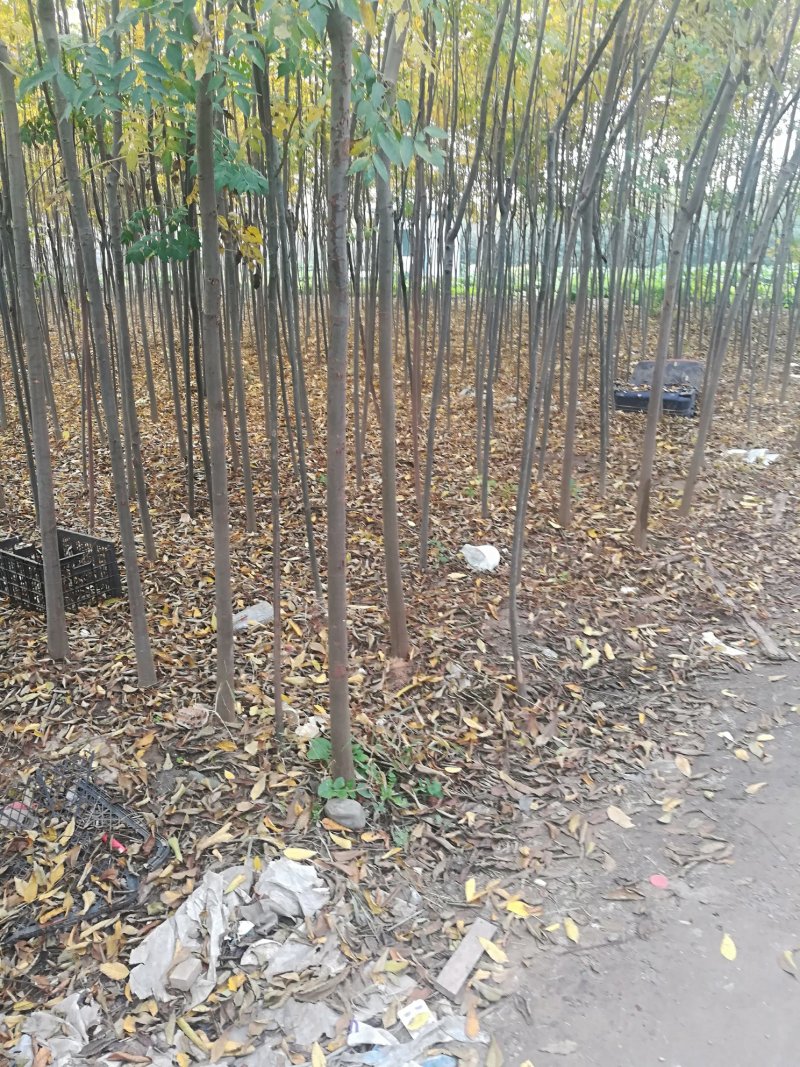 栾树苗