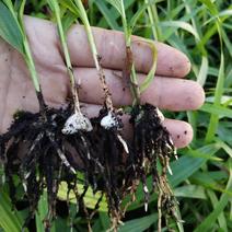 四川达州宣汉紫花三叉白芨种苗基地直销放心苗