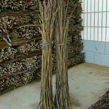 黄花梨翠冠梨苗接穗