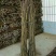 黄花梨翠冠梨苗接穗