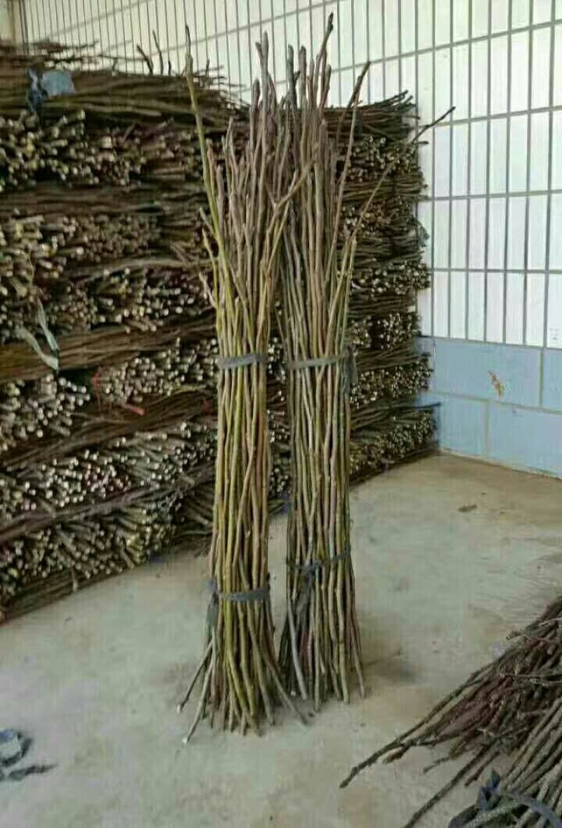 黄花梨翠冠梨苗接穗