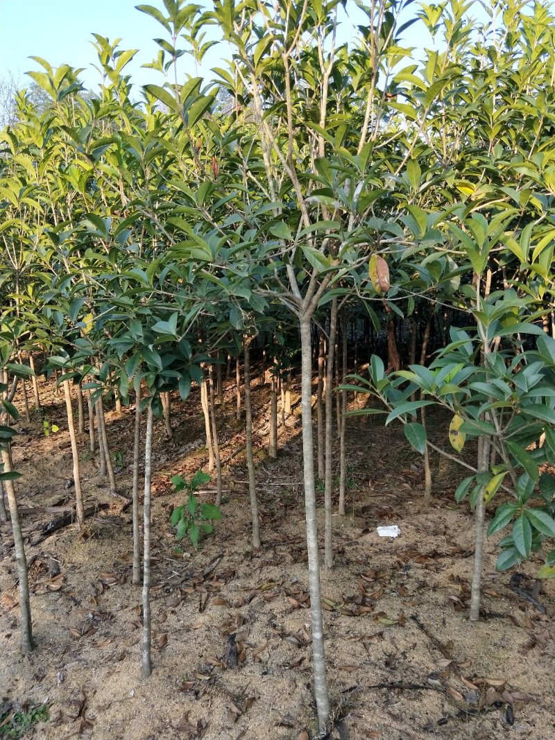 2—5公分精品桂花苗
