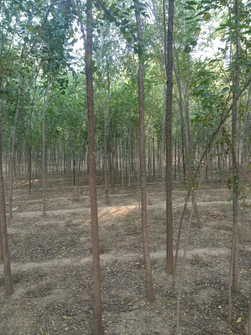 直杆榆