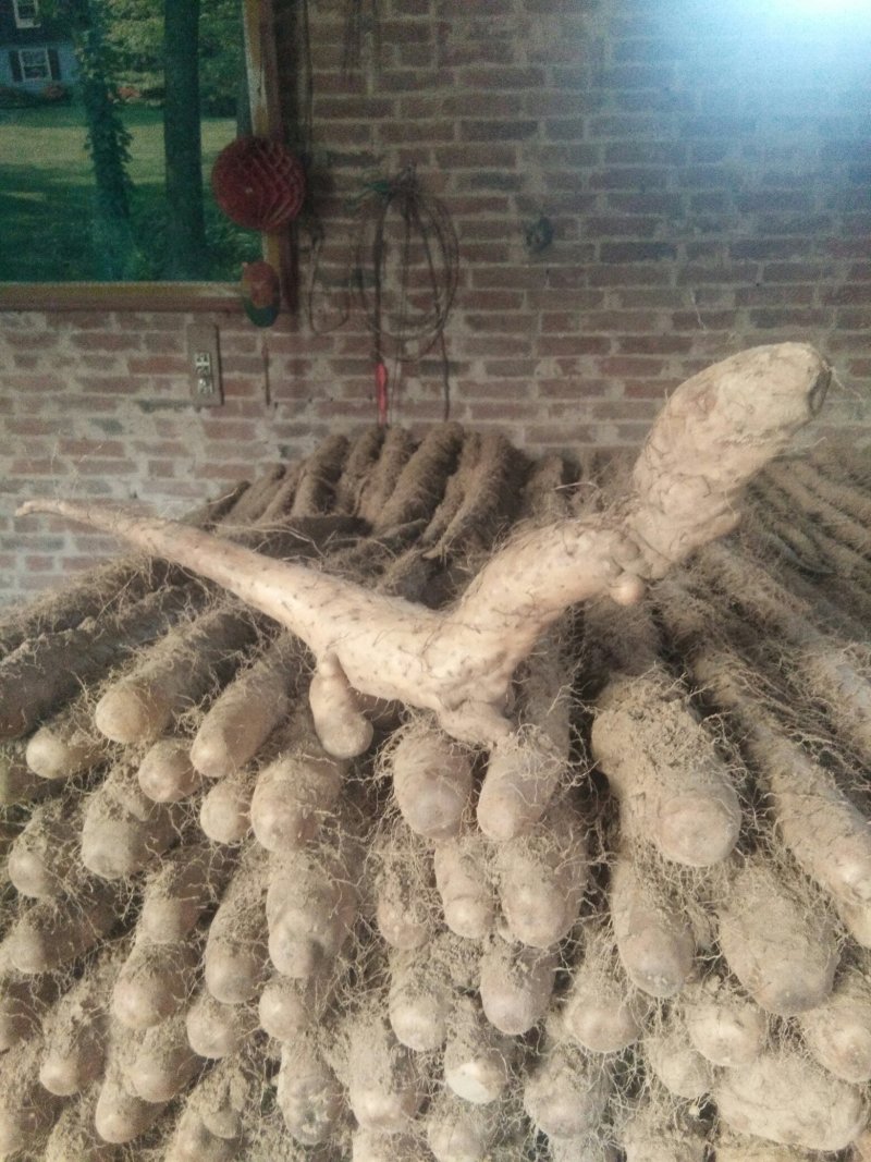 山东聊城莘县白玉山药大量上市中