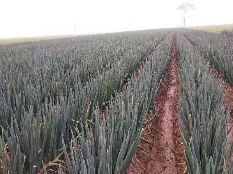 大葱【河南开封通许万亩基地直供高质量高标准】