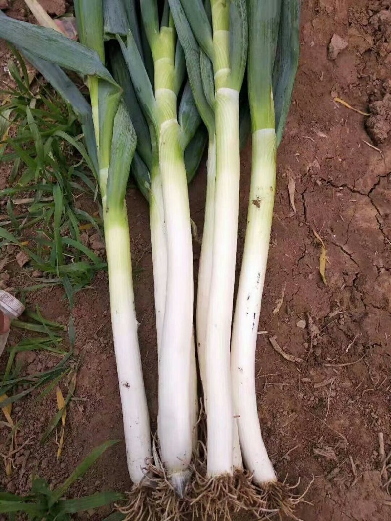 大葱【河南开封通许万亩基地直供高质量高标准】