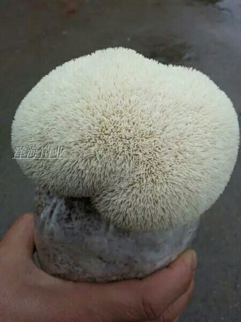 菌种