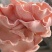 菌种
