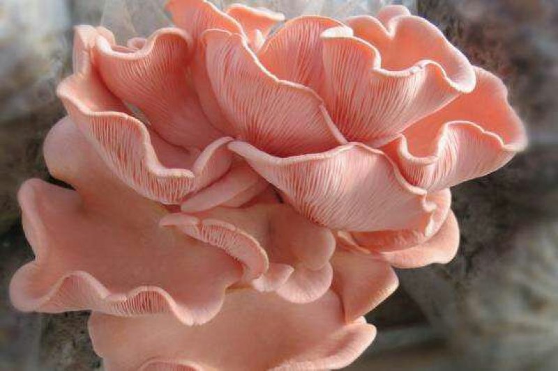 菌种