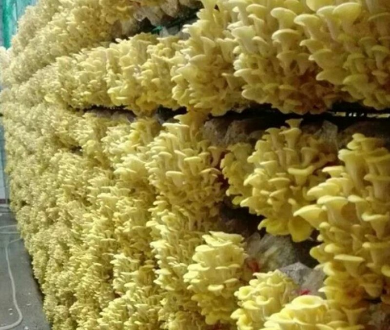 菌种