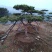 专供造型油松，黑松。