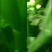 芹菜