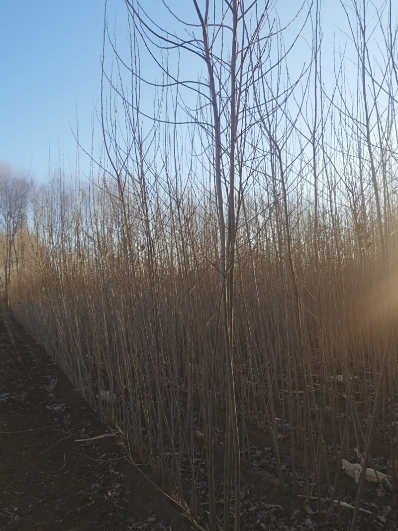 小城黑杨树苗，1年生，自家经营质量好价格低在线中