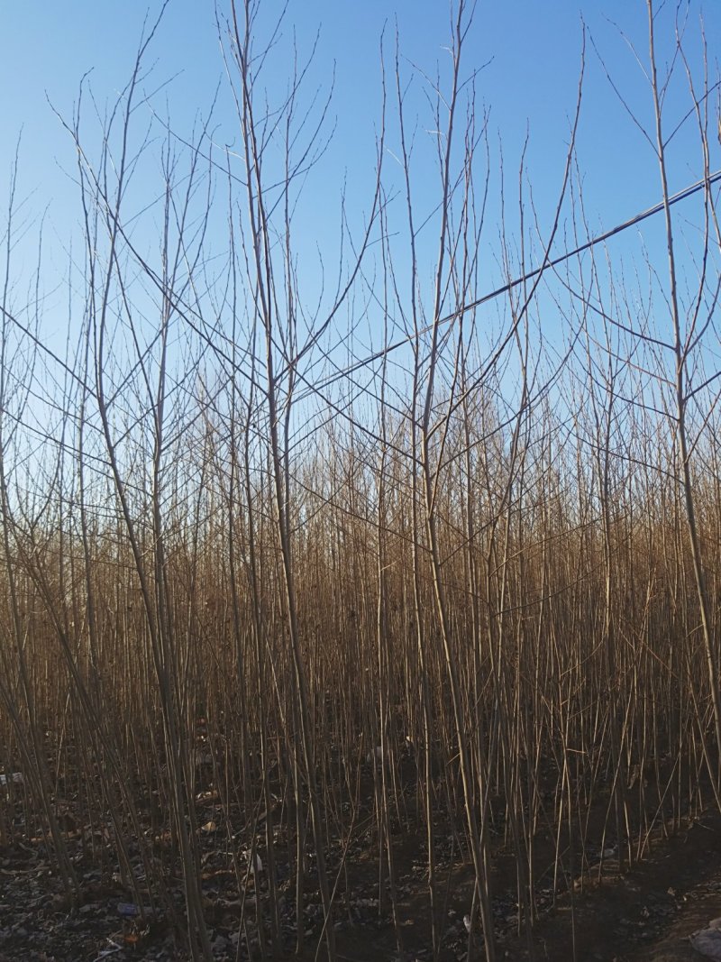 小城黑杨树苗，1年生，自家经营质量好价格低在线中