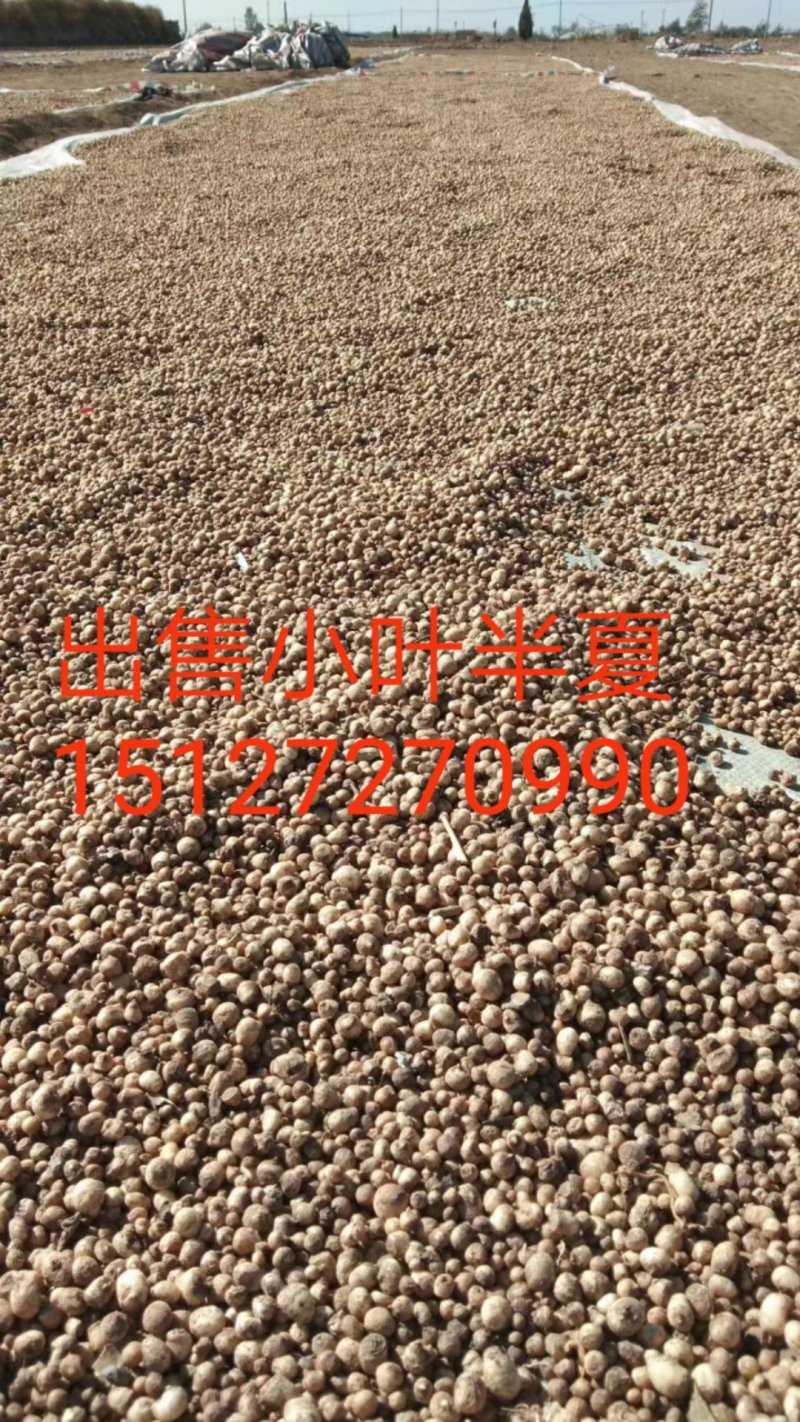 半夏种子