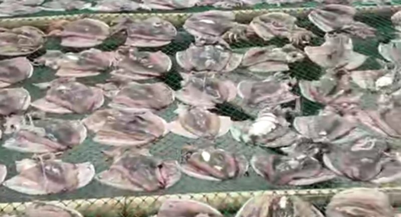北海墨鱼