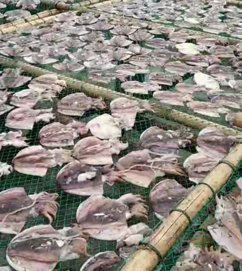 北海墨鱼