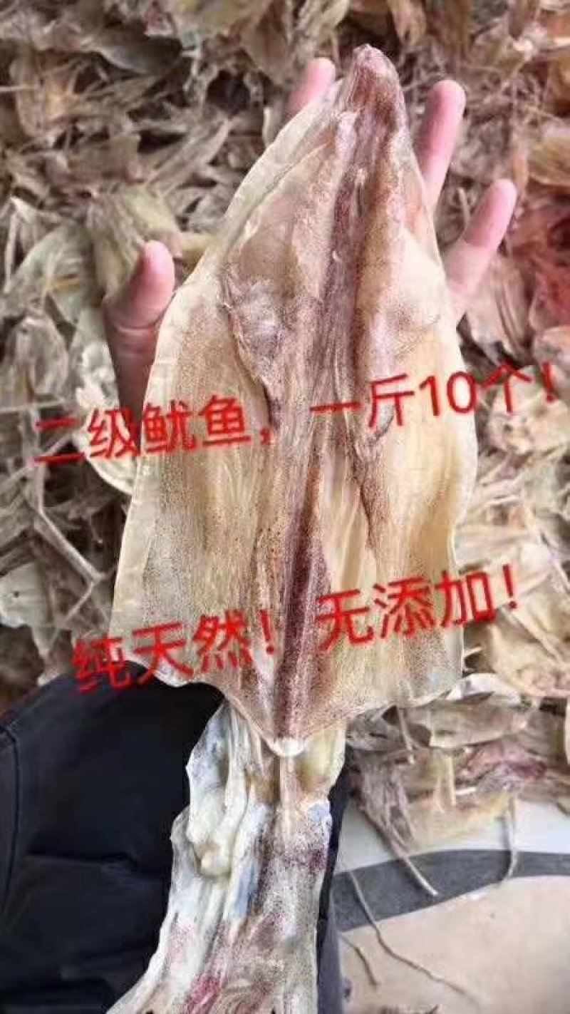北海正宗船上吊晒鱿鱼