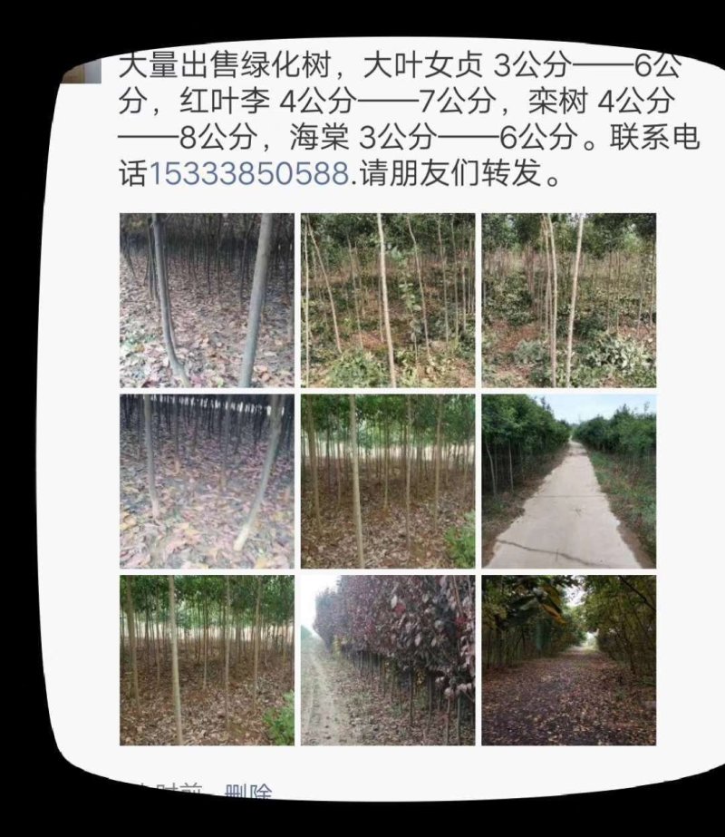 金丝柳3――15公分