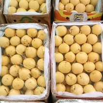 锦丰梨