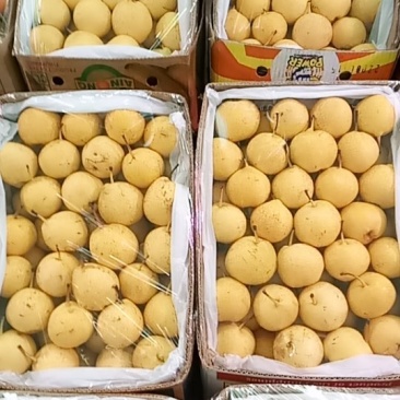 锦丰梨