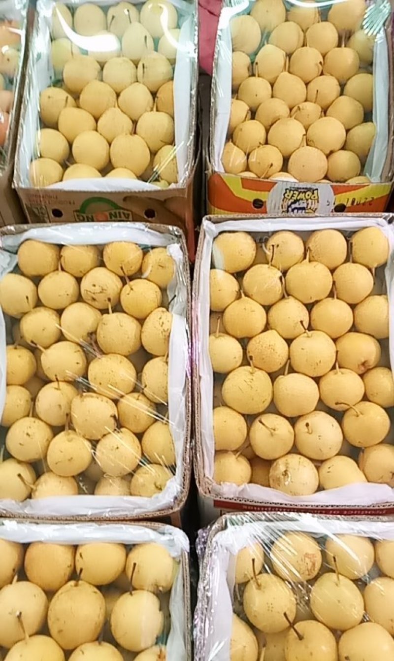 锦丰梨
