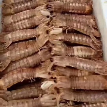 皮皮虾