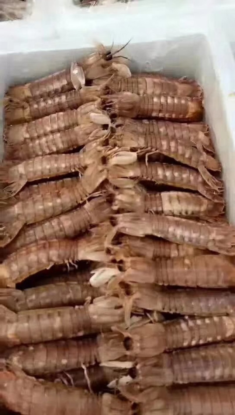 皮皮虾
