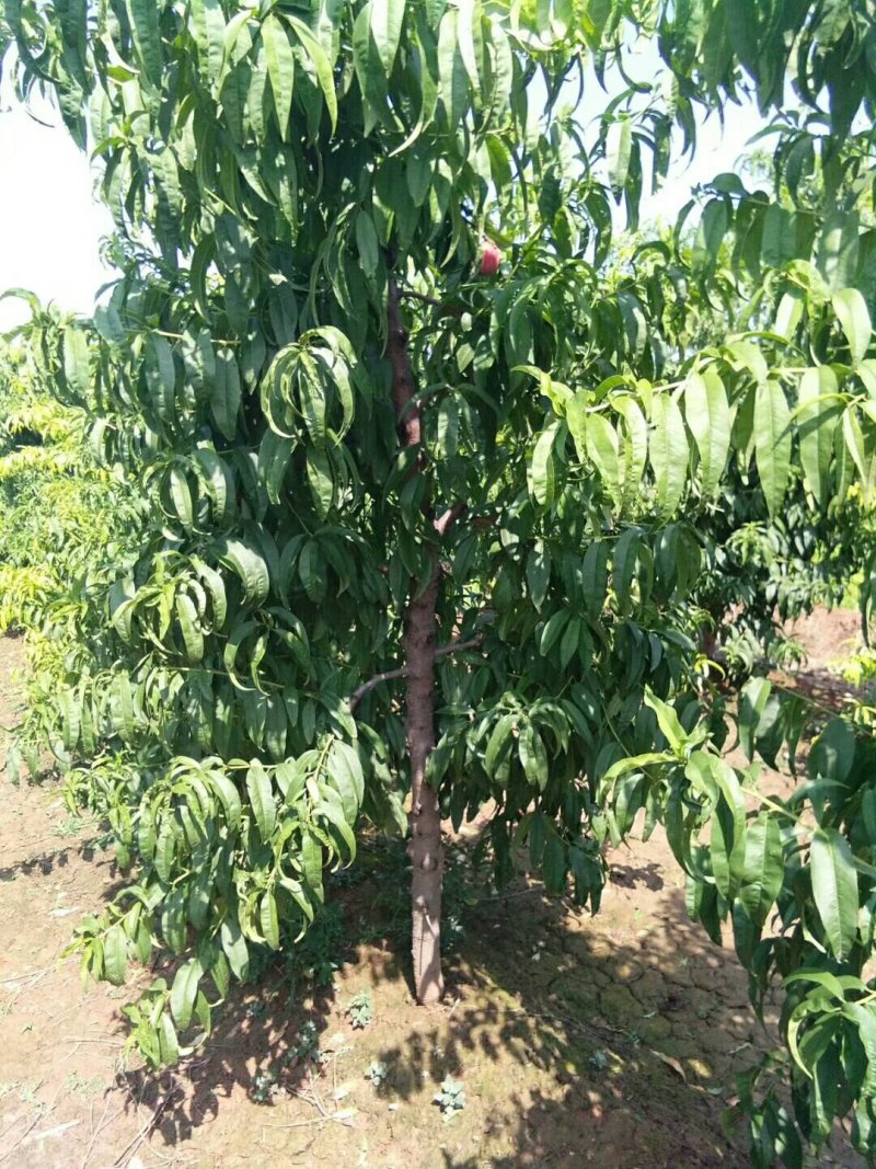 桃树