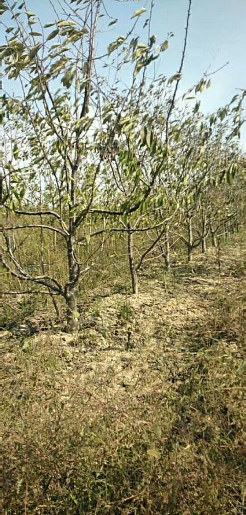 樱桃树