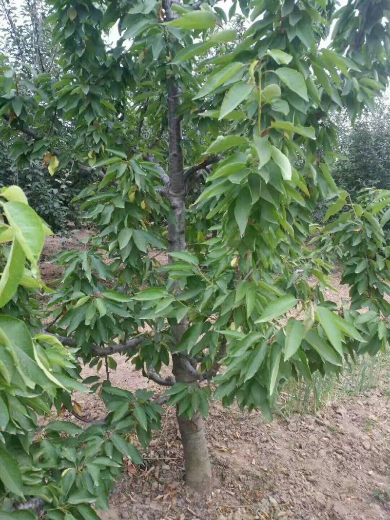 樱桃树