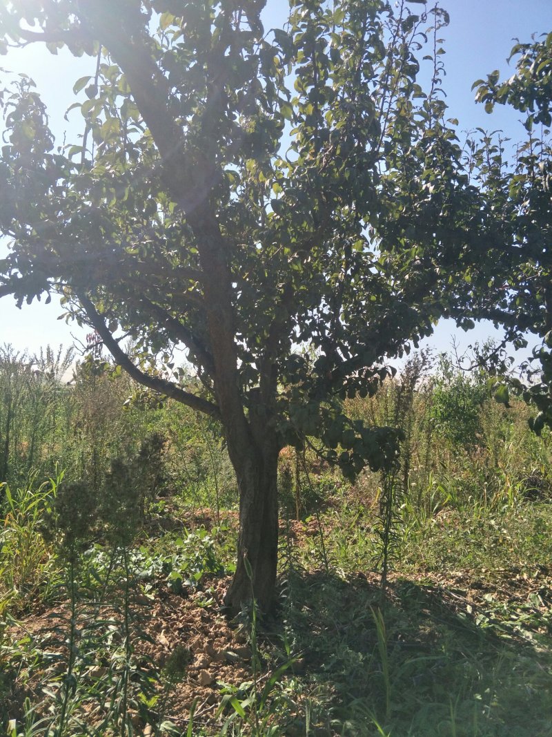 李子树