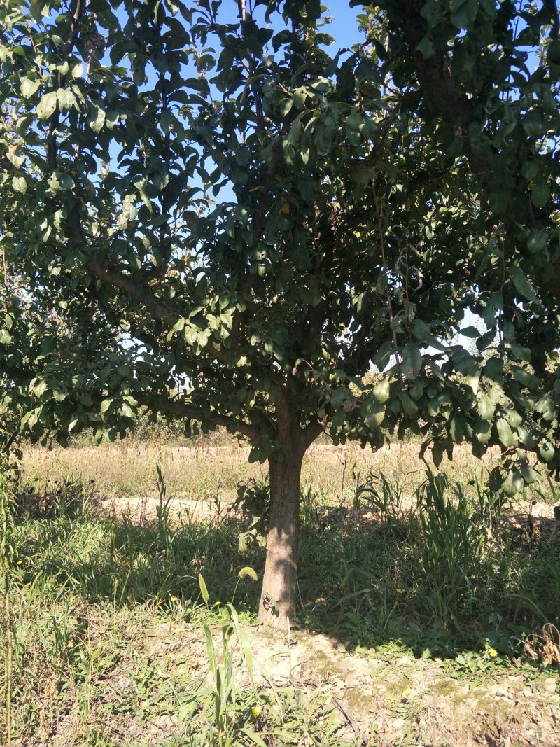 李子树