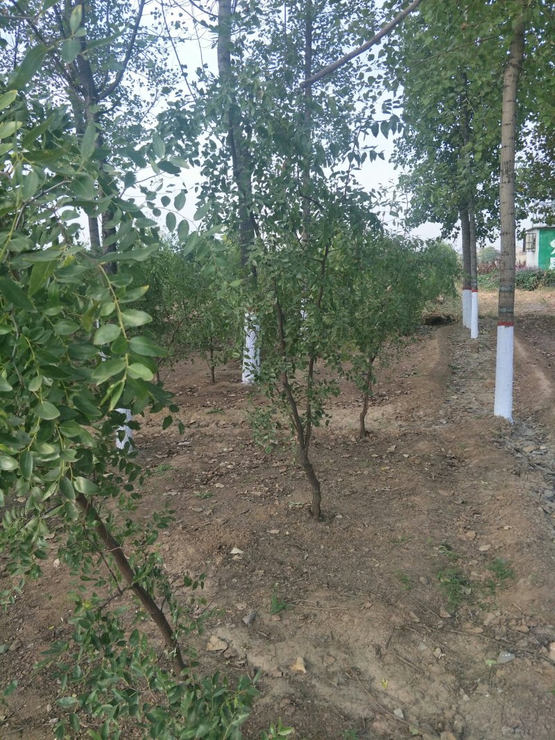 枣树