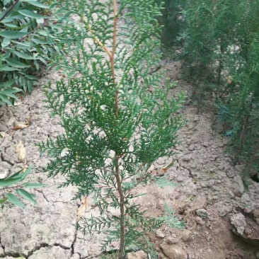 绿化苗木侧柏