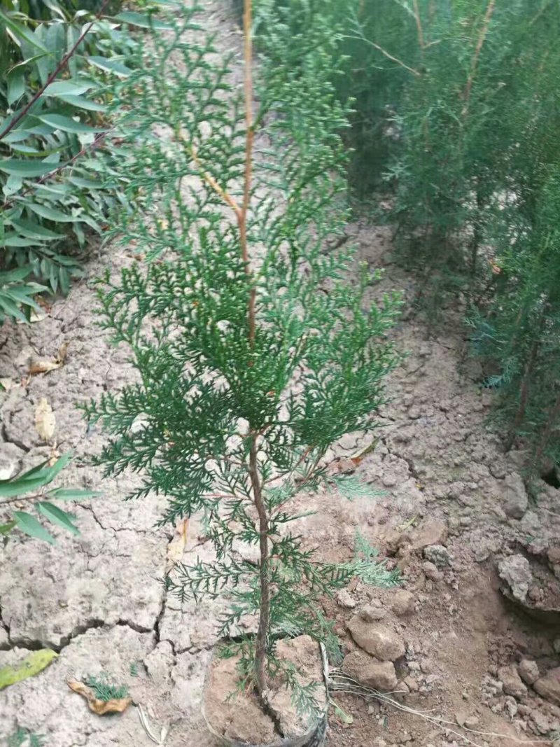 绿化苗木侧柏