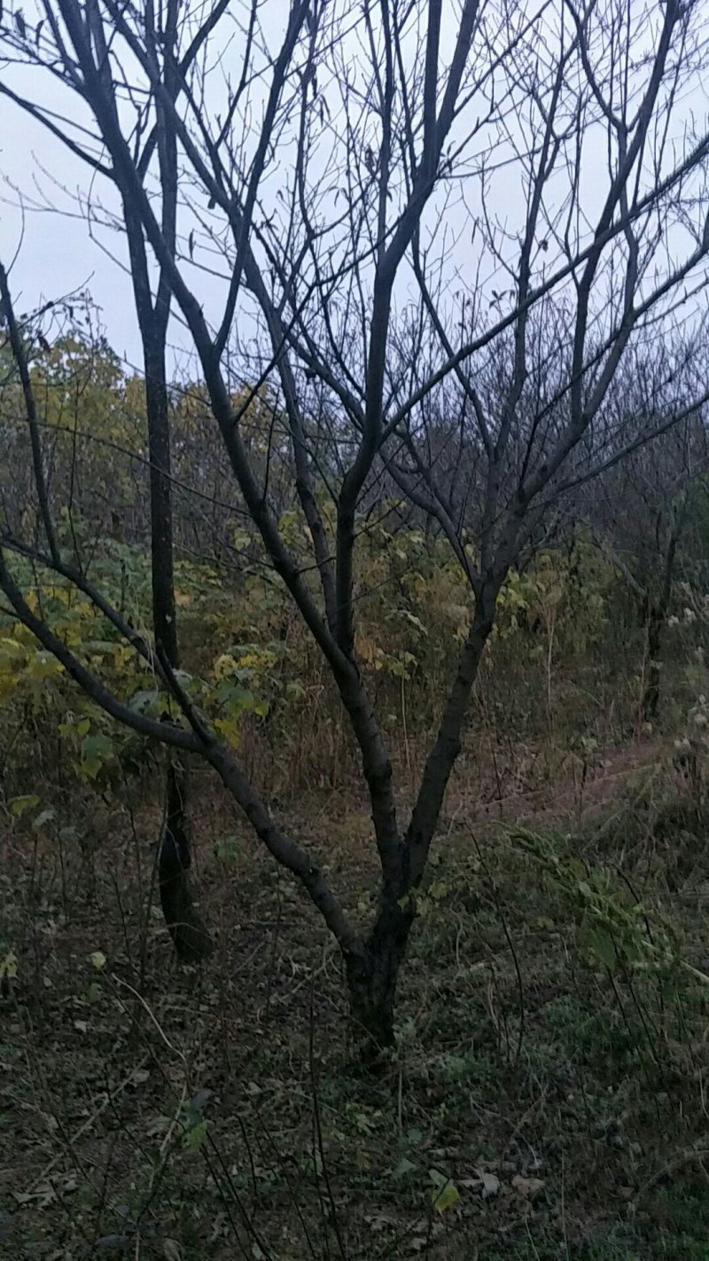 绿化苗木碧桃