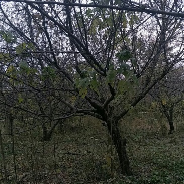 绿化苗木碧桃