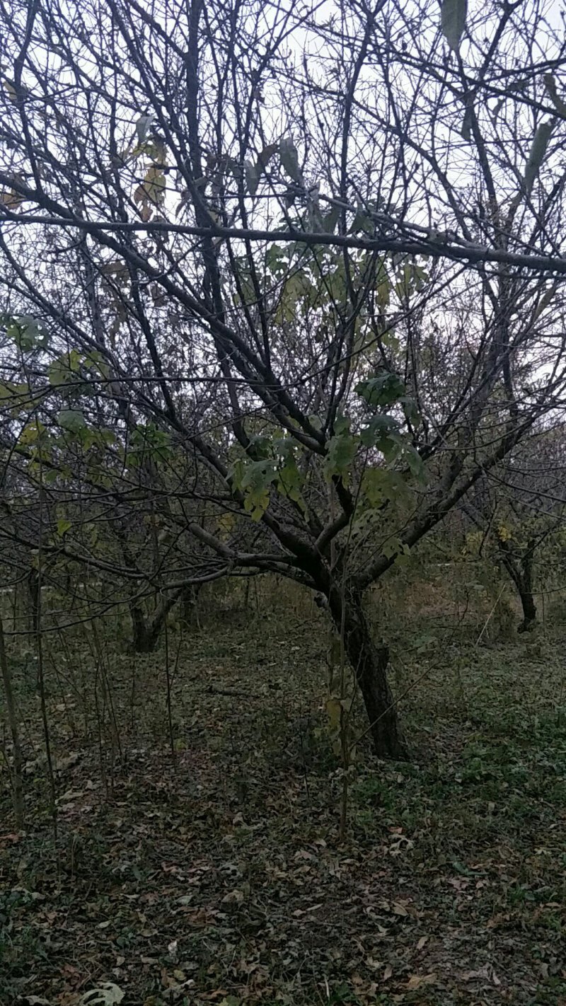 绿化苗木碧桃
