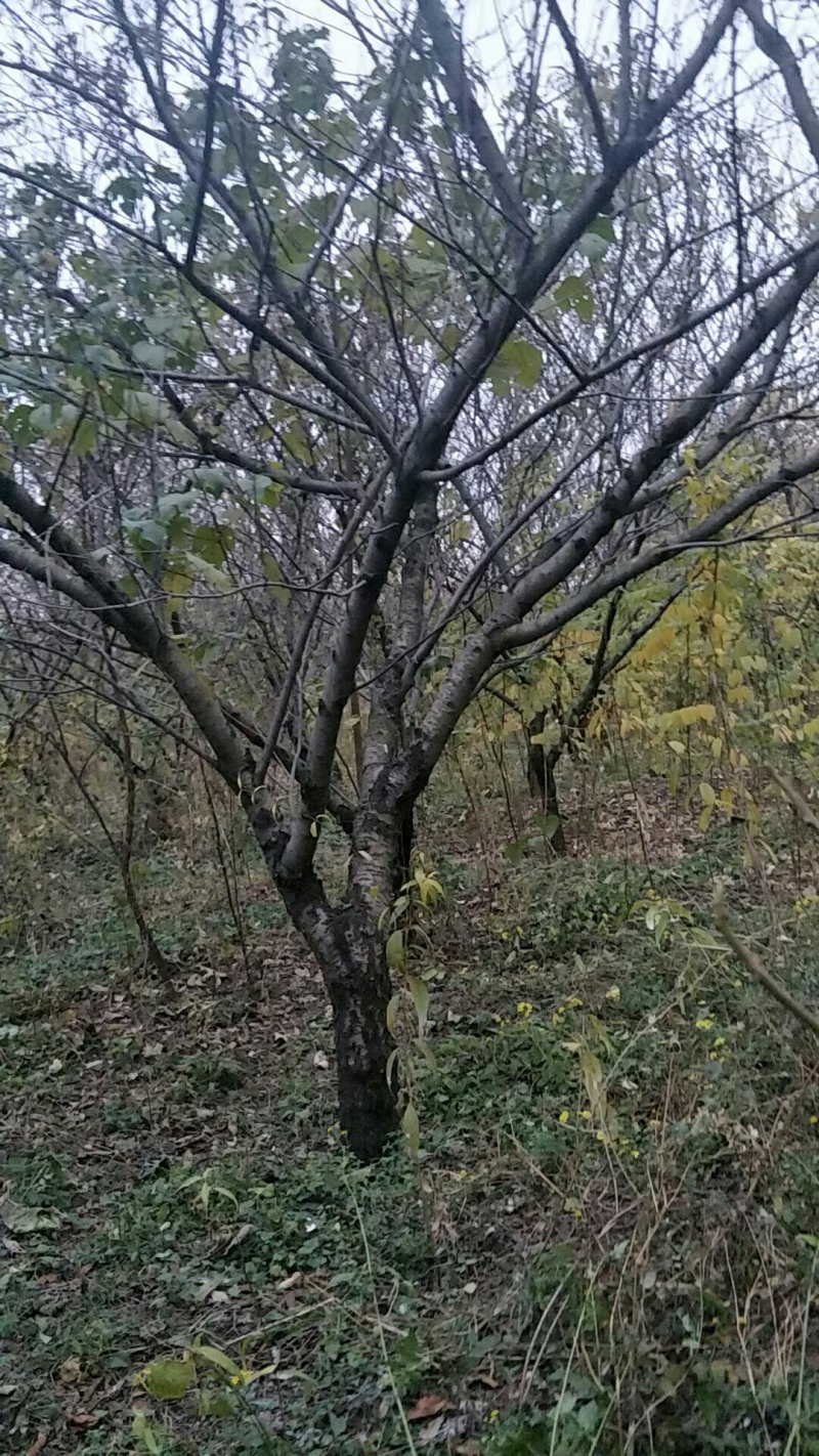 绿化苗木碧桃