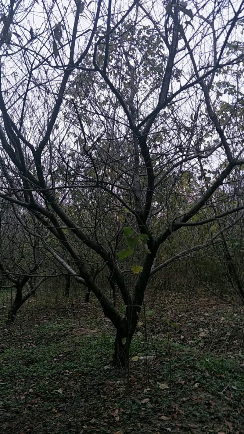 绿化苗木碧桃
