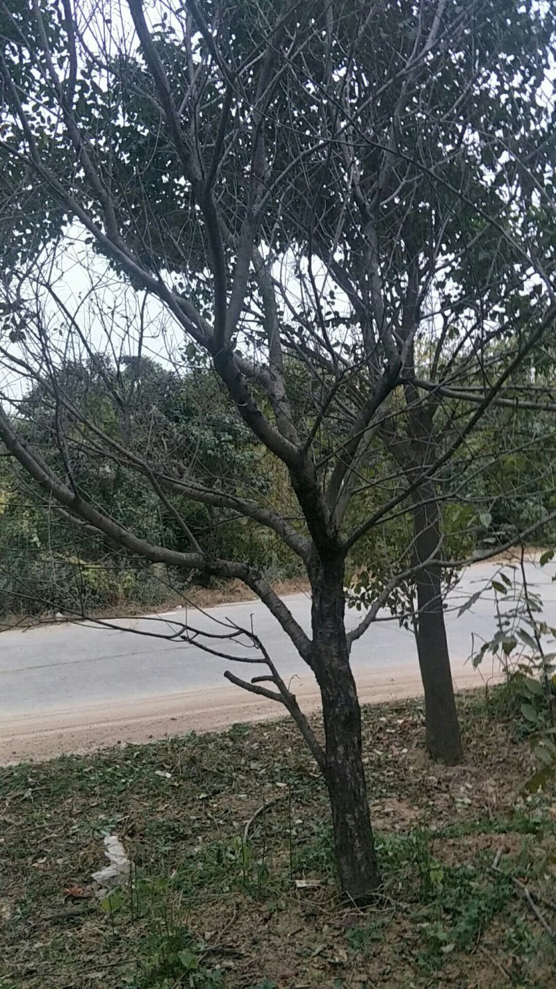 绿化苗木碧桃