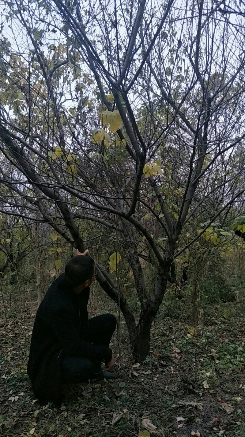 绿化苗木碧桃