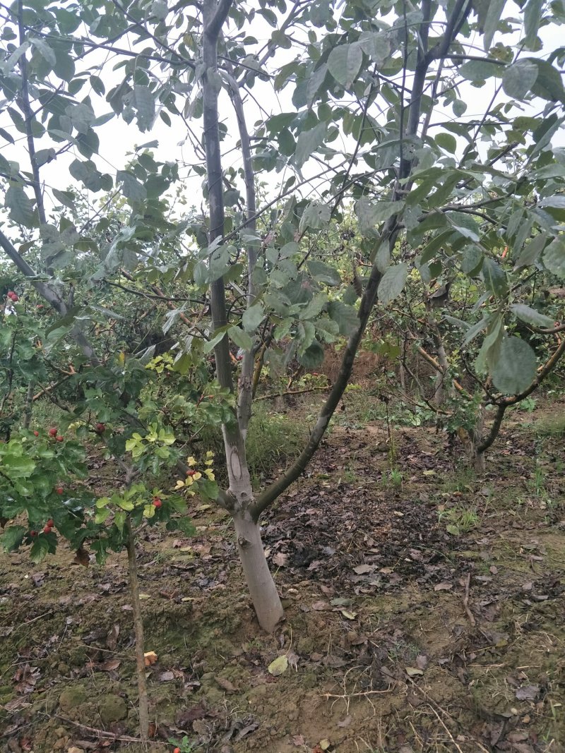 核桃树