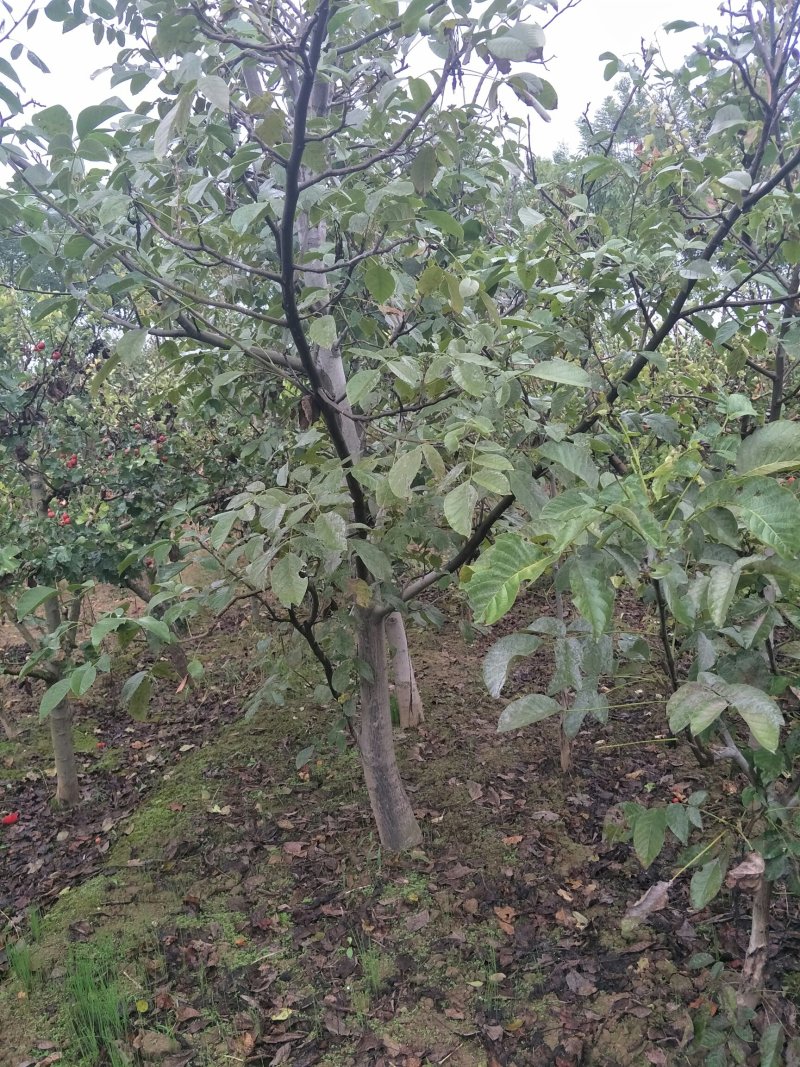 核桃树