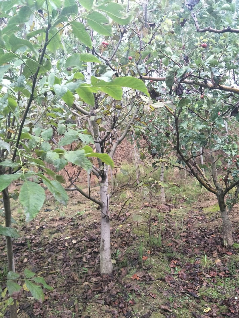 核桃树