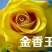 月季花