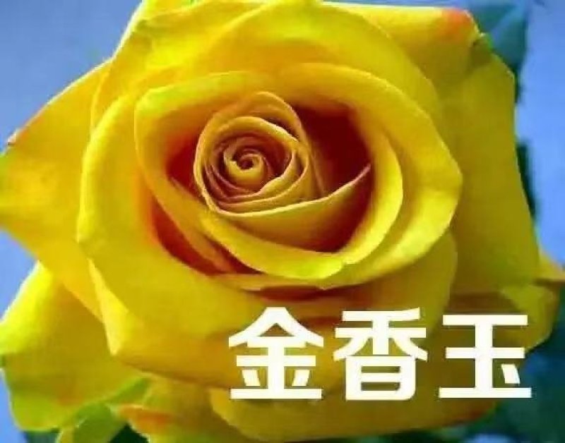 月季花