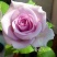 月季花